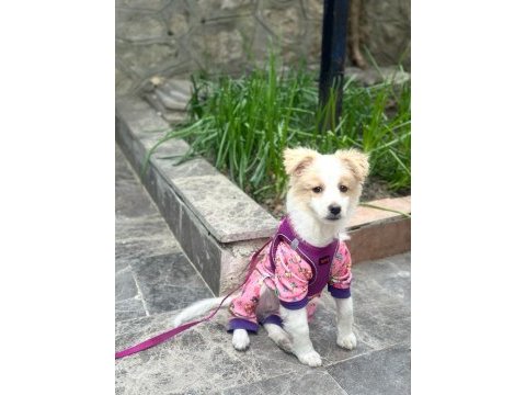 4 aylık havanese terrier