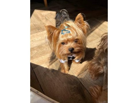Mini yorkshire terrier yavruları