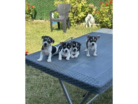A kalite şivava (chihuahua) yavruları