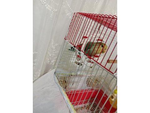 Sevda papağanı mı satıyorum