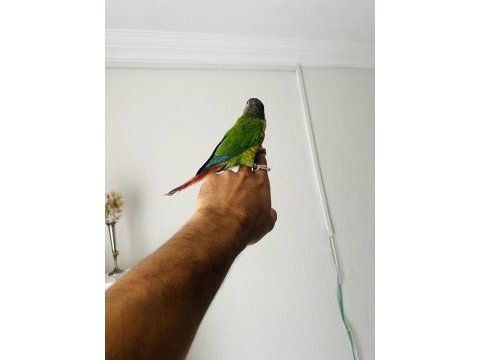 Konur papağanı sahiplenmek ister misiniz?