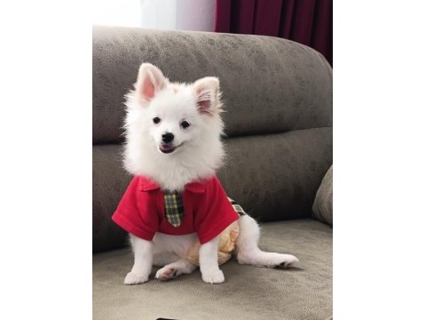 7 aylık dişi pomeranian