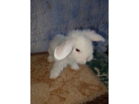 Hollanda teddy lop tavşan yavrular