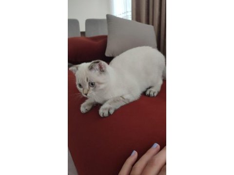 Scottish fold blu point erkek yavrular