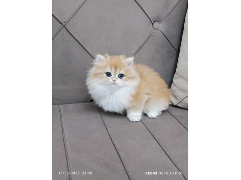A kalite british longhair yavrular