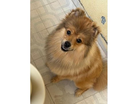 Genç pomeranian boo
