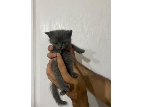 Tatlış british shorthair yavrular sahiplerini bekliyor
