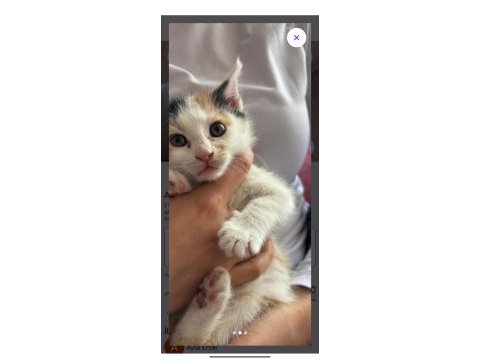 Tekir kedimiz 1 buçuk aylık dişi
