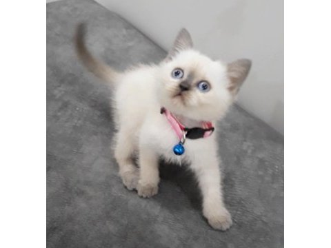 55 günlük british shorthair dişi ve erkek yavrular