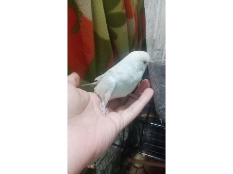 Jumbo muhabbet kuşu