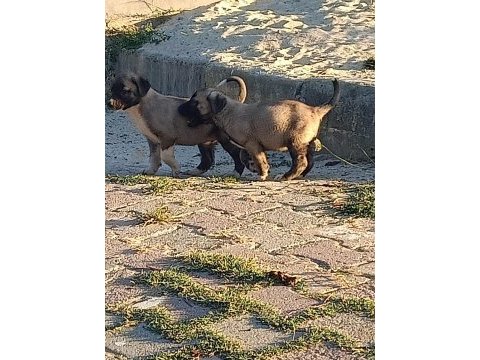 Sivas kangalı ankara karası yavruları mevcuttur