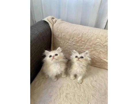 Çok sevimli ve oyuncu british longhair yavrularım