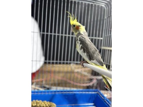 Sultan papağanı erkek yavru