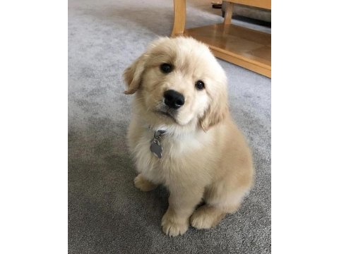 Golden retriever yavrularımız orjinal ev aile dostu