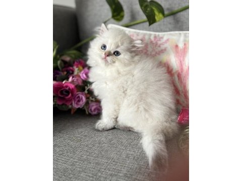 Efsane güzellikte british longhair bebekler