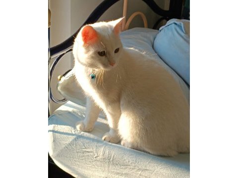 British shorthair 1 yaşında