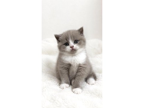 Safkan dişi fawn bicolor rezerve kedimiz