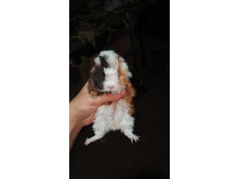 Yetişkin ve yavru guinea pigler mevcuttur