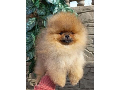 Erkek spitz 6 aylık