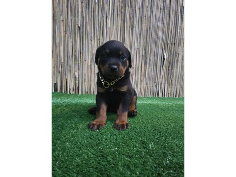 Dev rottweiler yavruları sizlerle