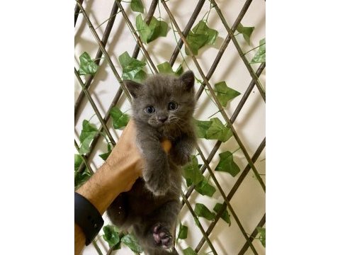 Çok sevimli ve oyuncu british shorthair yavrularım