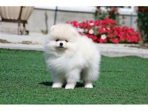 Tea cup pomeranian yavrularımız ziyarete açık