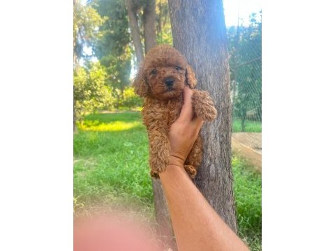 A kalite 1. sınıf toy poodle yavrular