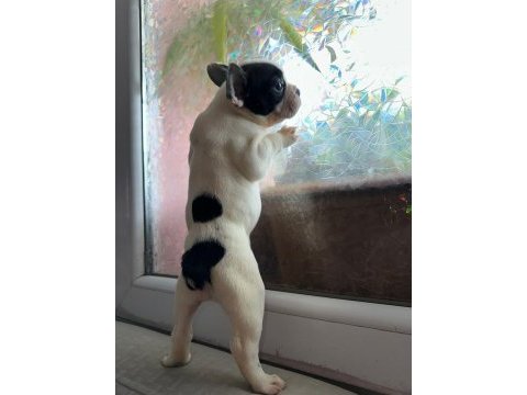 Safkan french bulldog güzellik