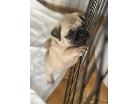 Hamburger pug mops yavruları