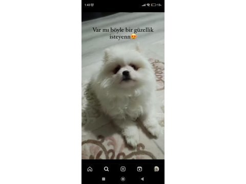 Pomeranian yavrumuuz