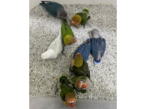 El besleme yavru cennet ve sevda yavrular