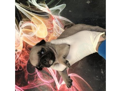 Kaliteli yavru pug sahibi olmak isteyen iletişime geçebilir