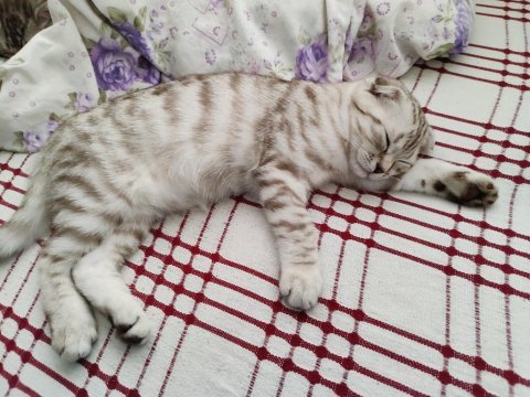 Yavru british shorthair 4 aylık
