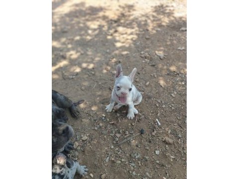 2 aylık merle french bulldog sahiplendirilecek