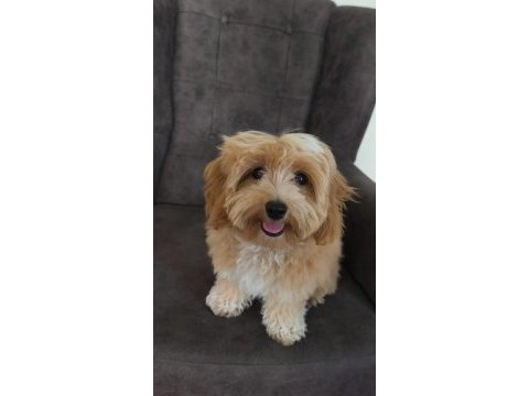 Maltipoo bebekler