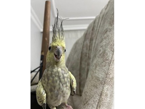 10 aylık sultan papağanı