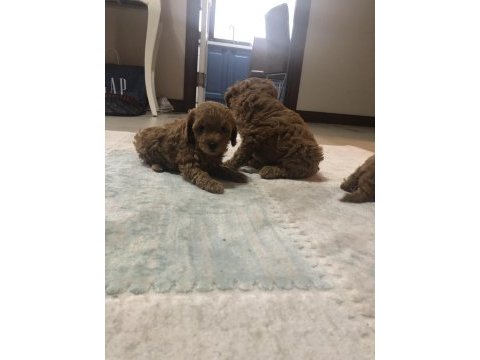 Orjinal toy poodle