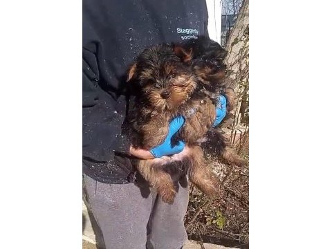 (sdk) çiftlikten ırk garantili yorkshire terrier yavrular