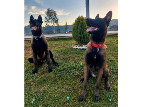 2 aylık erkek belçika kurdu yavrular anne baba üst kalite