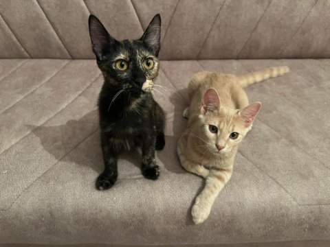 İki yavruma yeni ömürlük yuva arıyoruz sarman kedisi