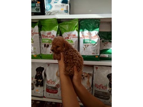 Poodle yavrumuz