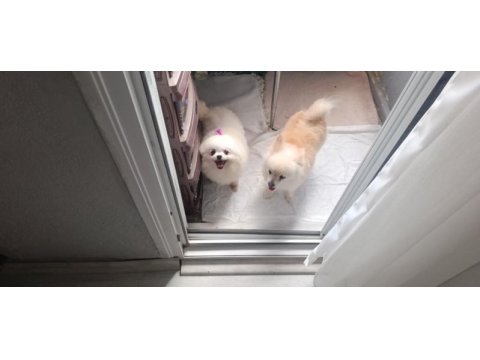 Pomeranian boo üst kalite tea cup dişi ve erkek
