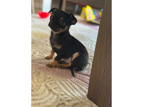 Chihuahua (şivava)