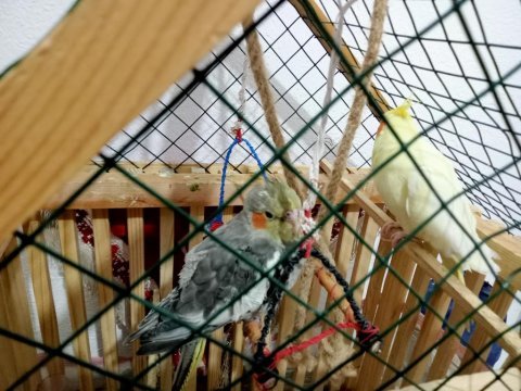Uygun fiyata yaşında sultan papağanı