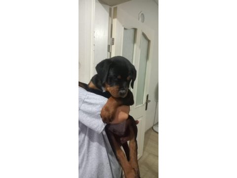 A şecere türkiye grand şampiyonu rottweiler yavruları
