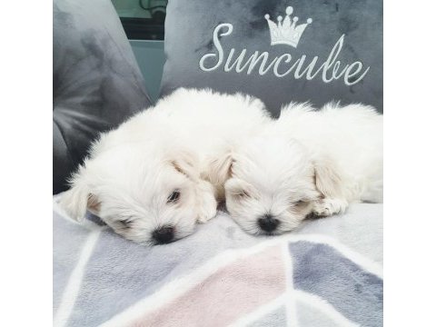 Safkan mini bembeyaz kartanesi maltese bebekler