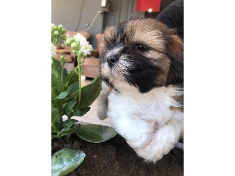 Shih tzu yavru