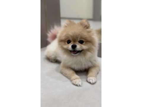 Pomeranian boo (teddy bear)