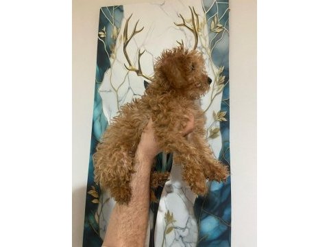 3 aylık toy poodle yavru