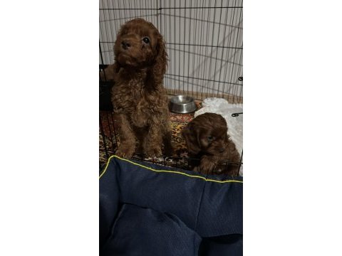 2 aylık dişi ve erkek poodle yavrularımız
